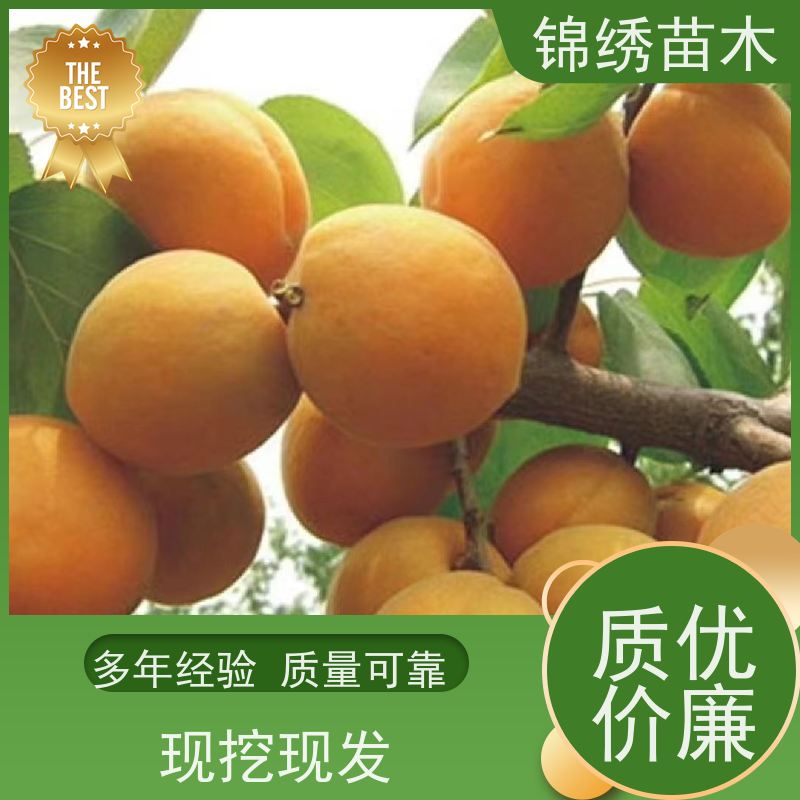 珍珠油杏 吊杆杏苗 多年生杏树苗 果树苗木 冠幅大 1-10公分 苗圃直供