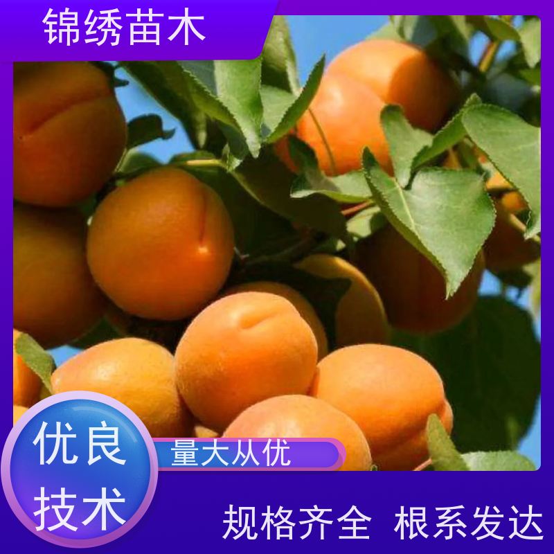山杏苗 基地批发山杏树苗 1至10公分珍珠油杏苗 香甜多汁 采摘园优选