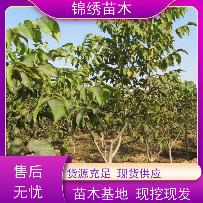 温185垂铃核桃树苗 红皮紫仁核桃苗 适宜经济林种植苗 果园栽培树