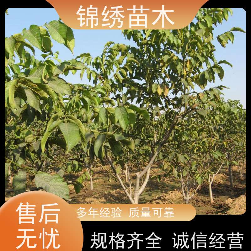 南北方种植核桃苗 文玩 嫁接薄皮核桃树苗 早实 果树苗木产地直发