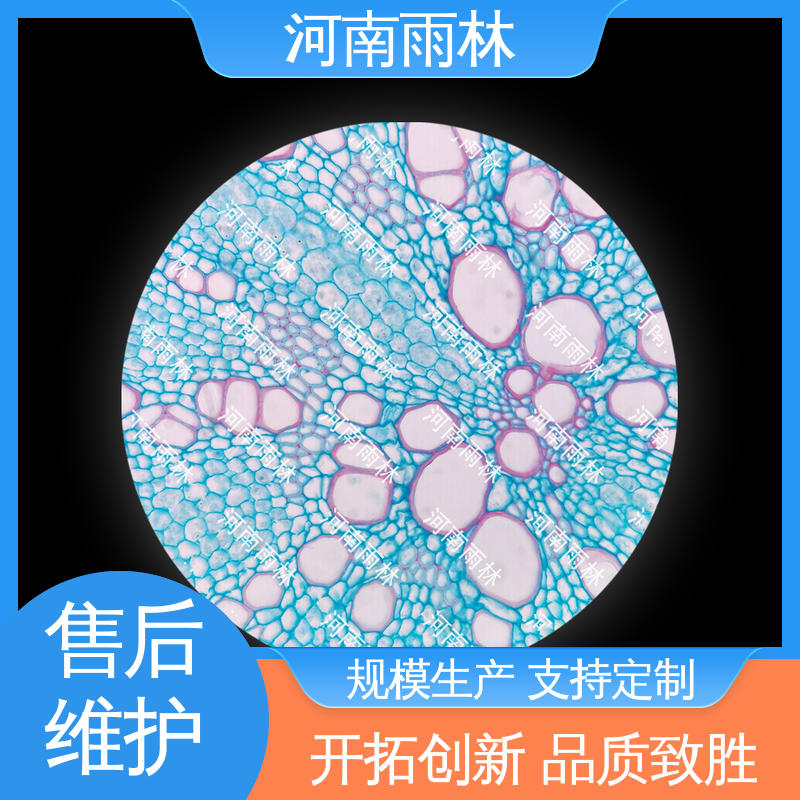 雨林教育 品质优良 植物标本 可后期加工 源头工厂