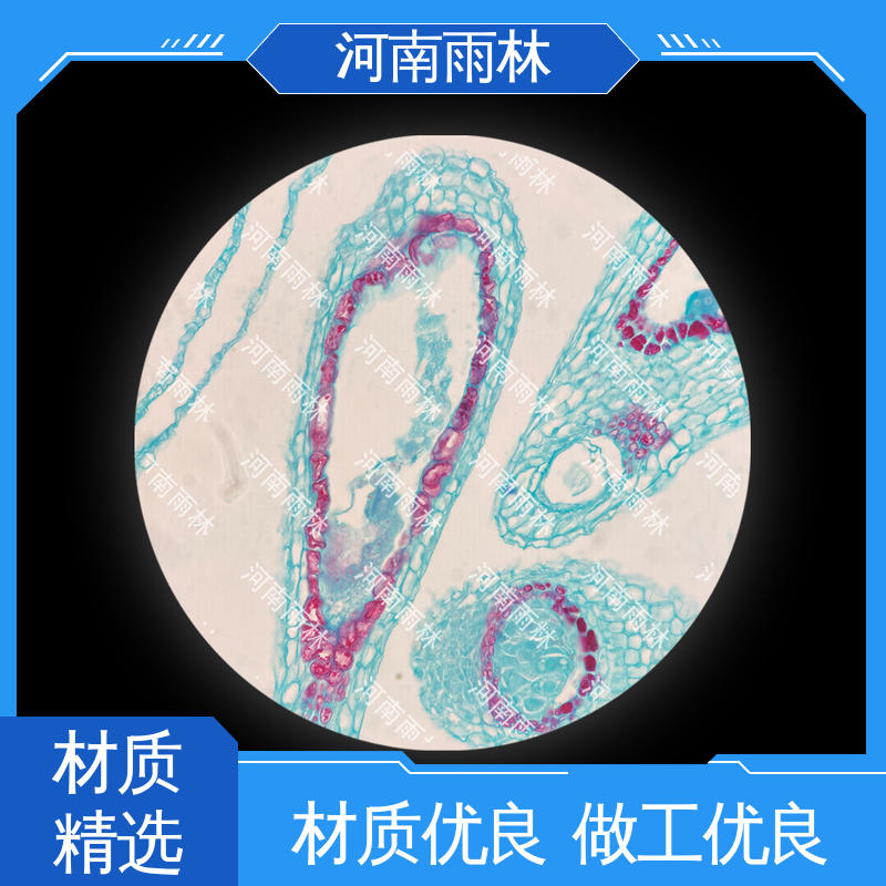 雨林教育工程 细胞清晰 质量优 实验切片 源头工厂