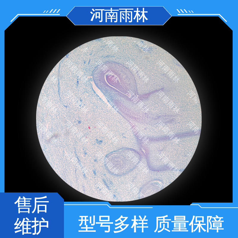 雨林教育 质量保障 可后期加工 病害标本 源头工厂