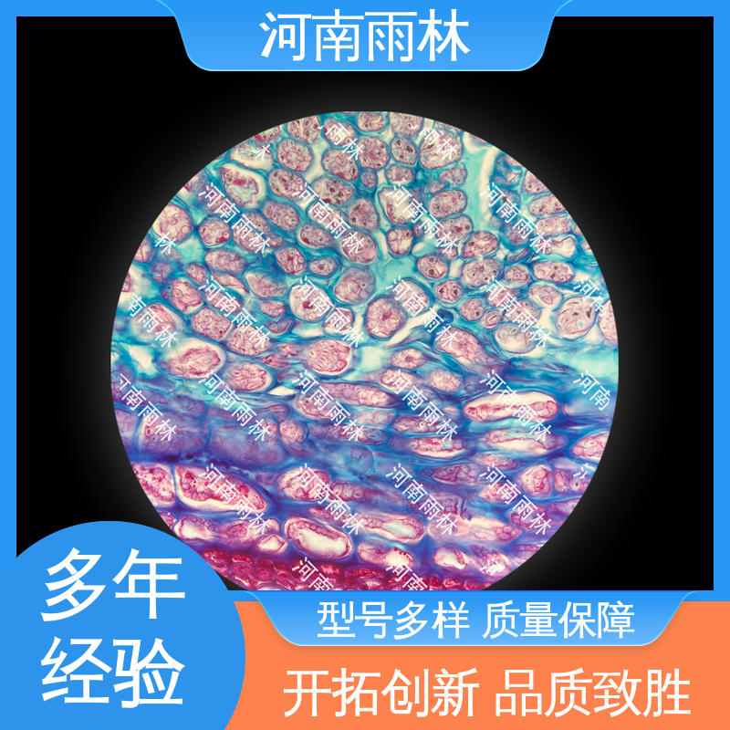 可后期加工 植物标本 一对一质检 厂家销售 雨林