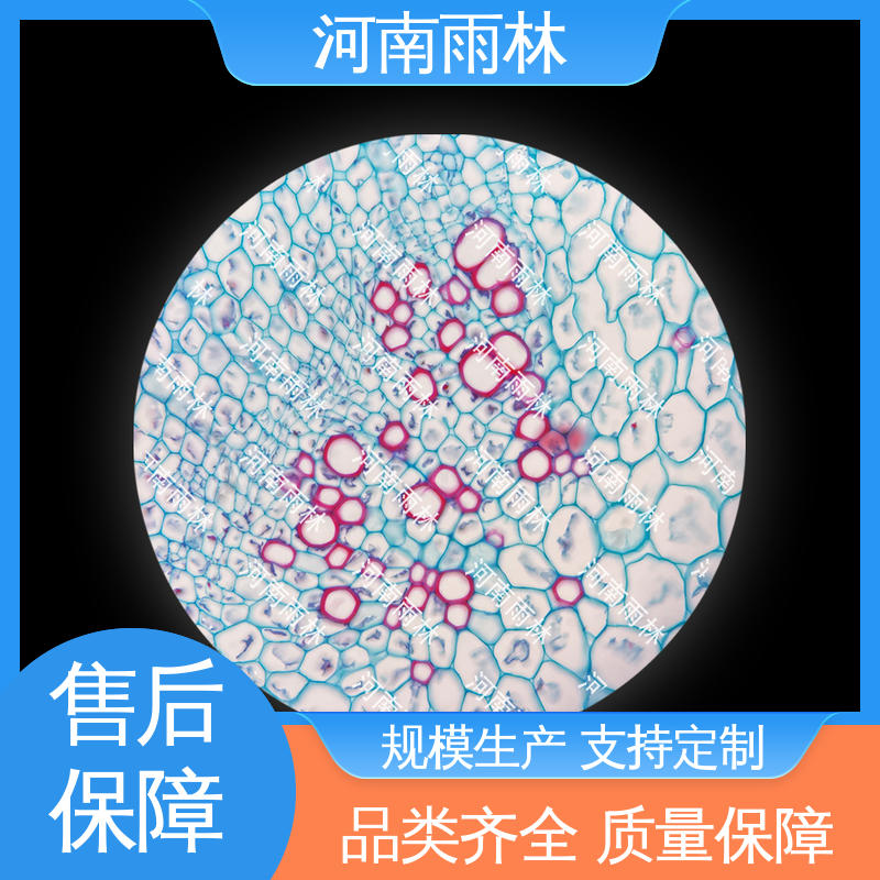 个性化定做 品质优良 实验切片 性价比高 雨林教育工程