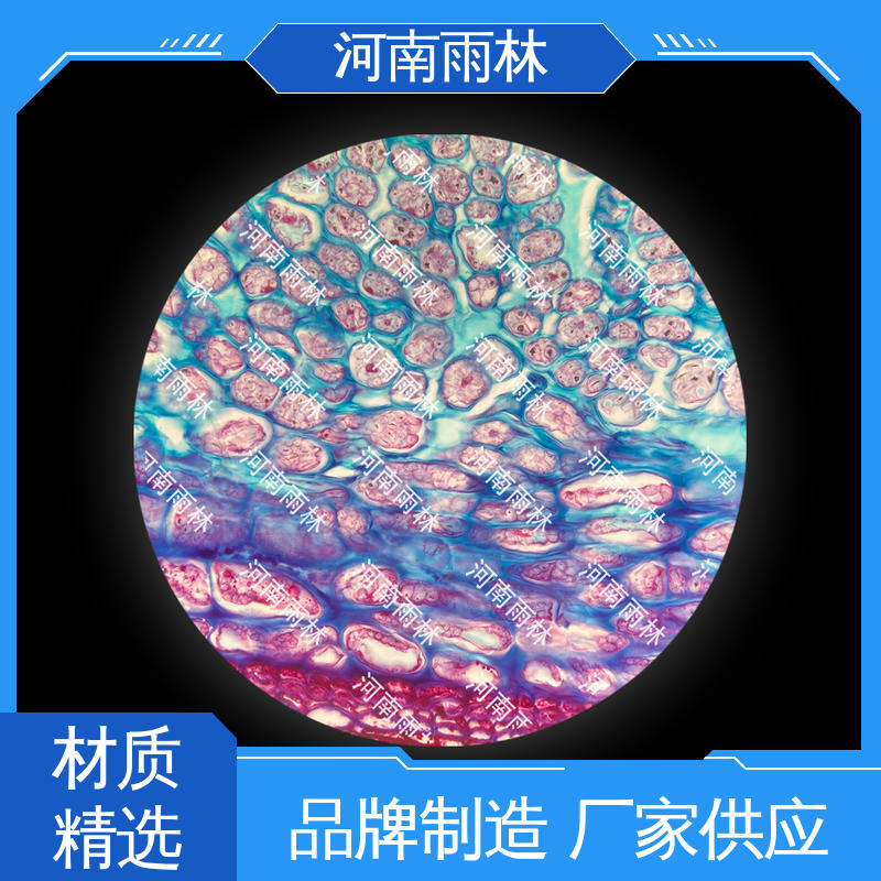 雨林 品质优良 各类标本 可后期加工 个性化定做