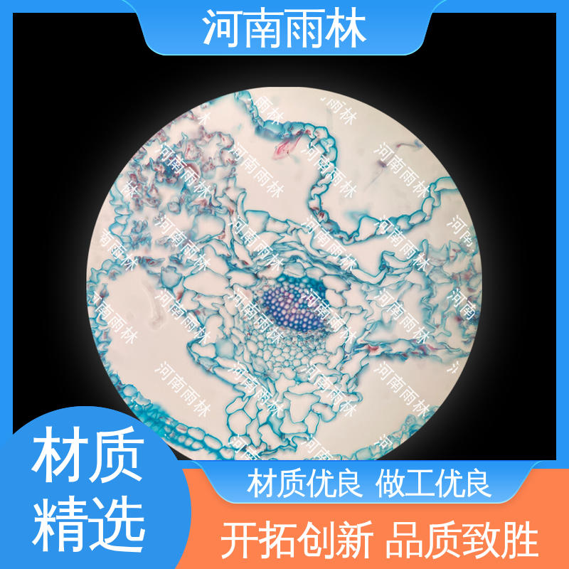 雨林教育 可后期加工 实验切片 一对一质检 厂家销售