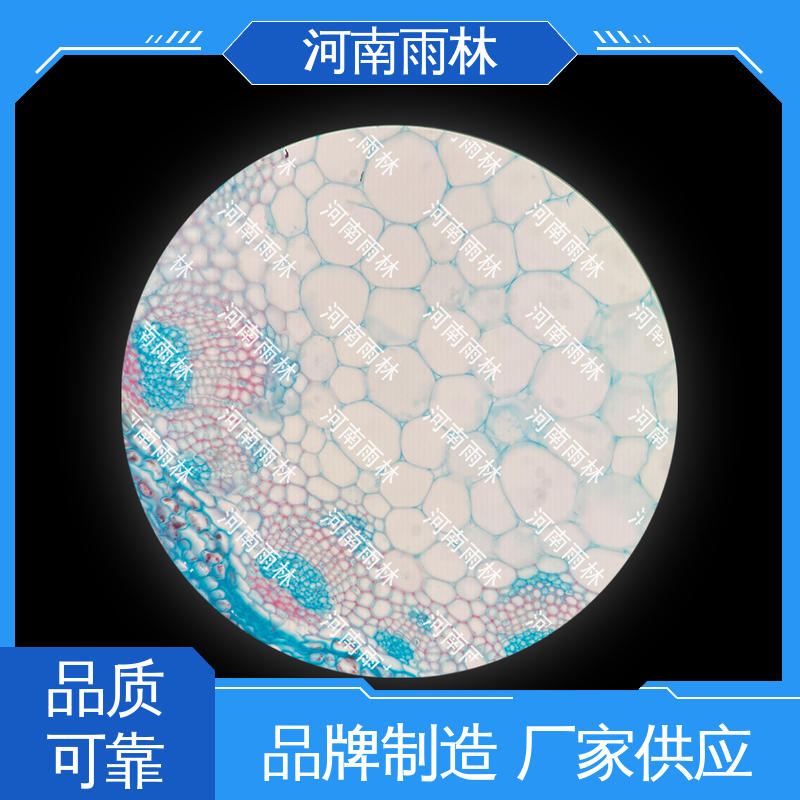 雨林教育工程 支持定制 颜色鲜亮 可提供材料 显微切片