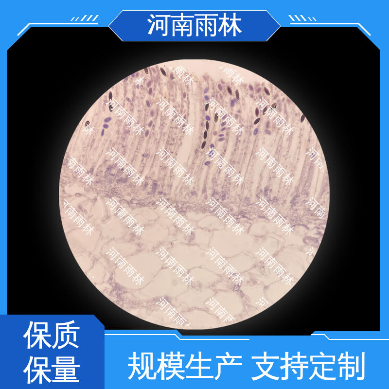 雨林教育工程 厂家销售 显微标本 一对一质检 性价比高