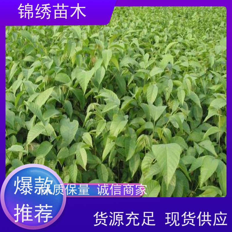 当年见果红皮紫仁核桃苗新品种 早实薄壳8518 碧根果南北方果树苗