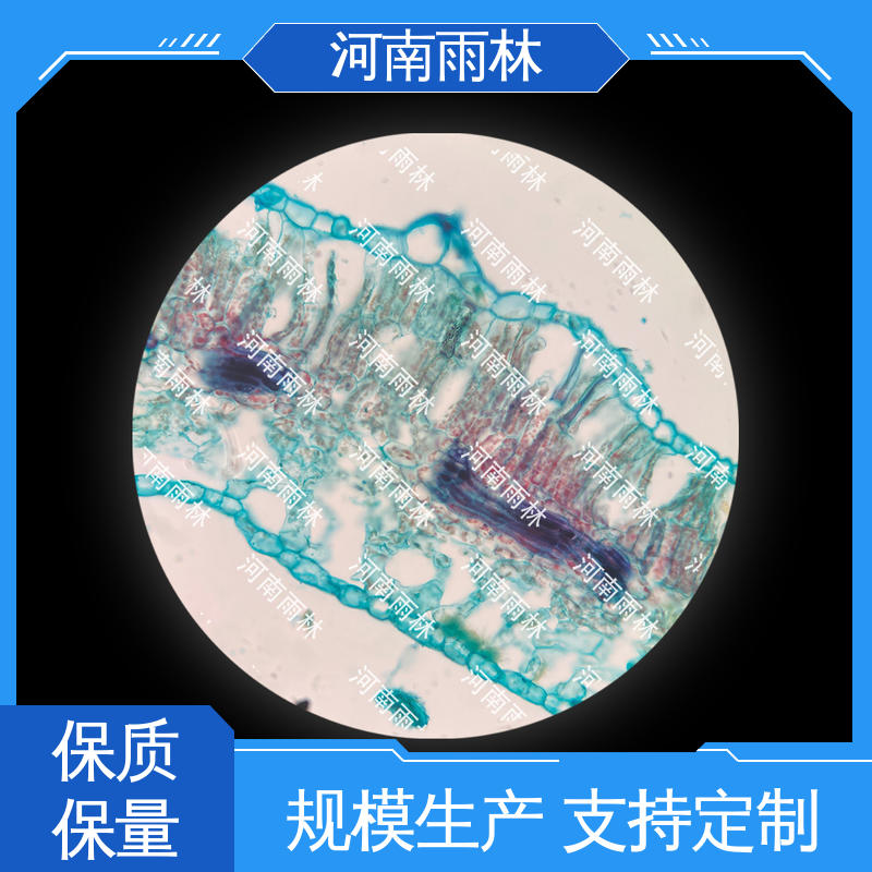 可后期加工 显微标本 个性化定做 质量保障 雨林
