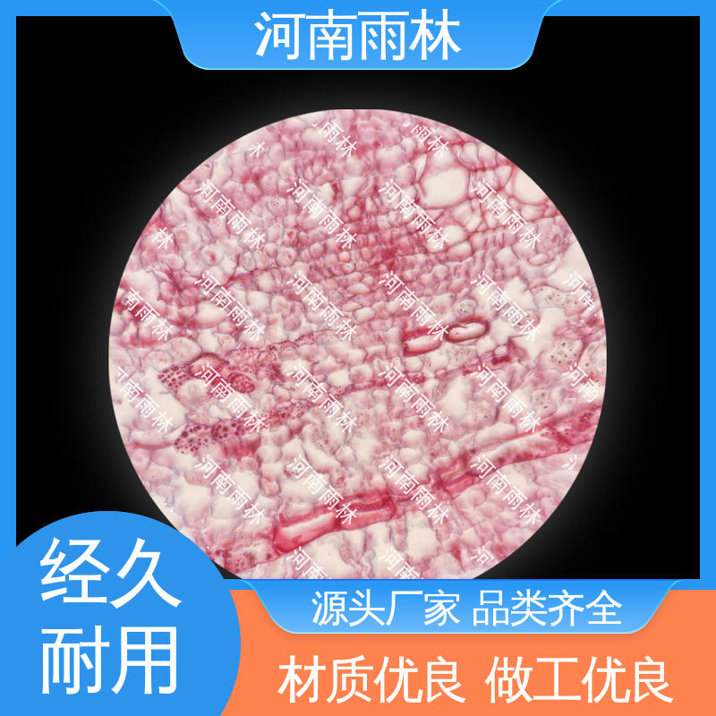 可后期加工 一对一质检 支持定制 病害标本 雨林教育工程