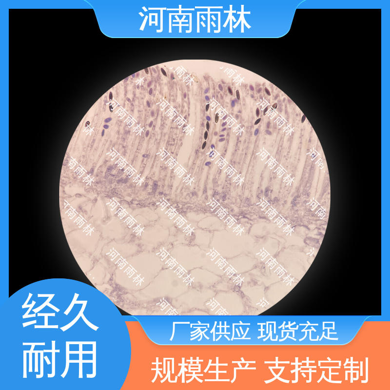 雨林教育工程 支持定制 细胞清晰 显微切片 性价比高