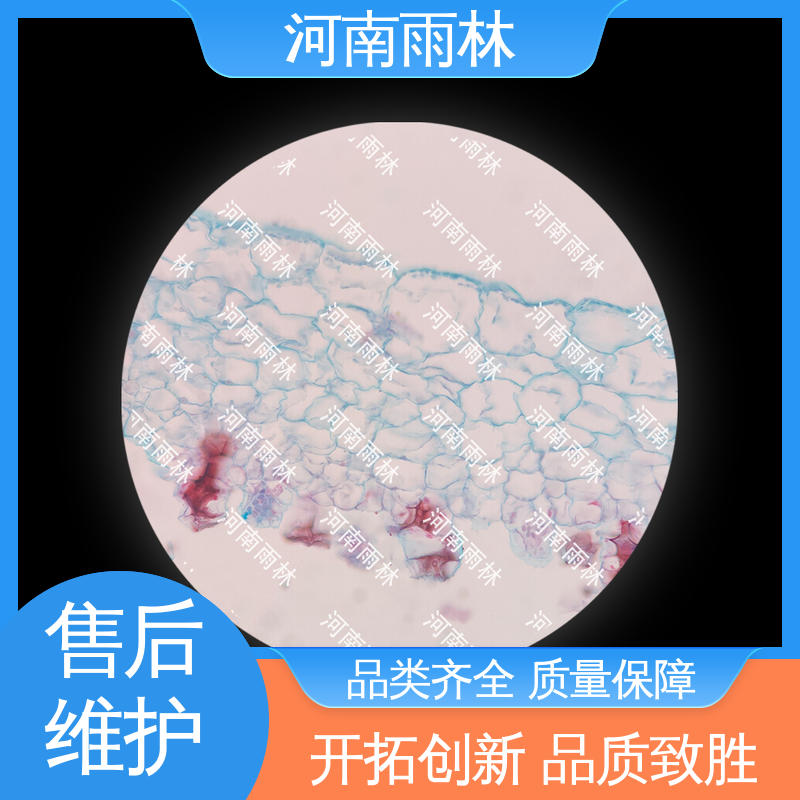 各类标本 厂家销售 品质优良 质量优 雨林教育工程