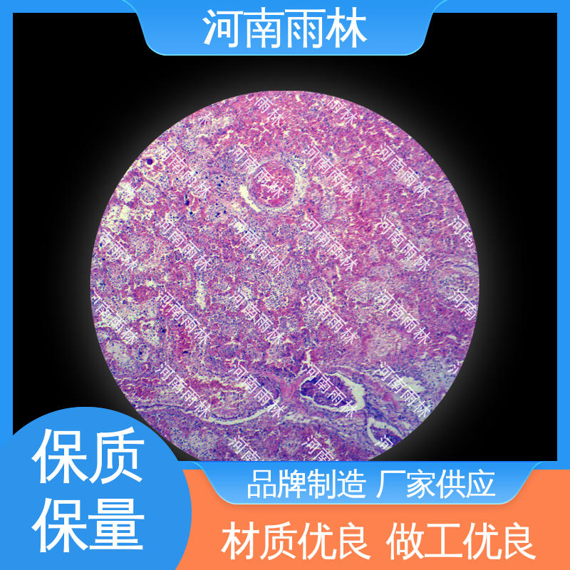 雨林教育 实验切片 源头工厂 性价比高 质量保障