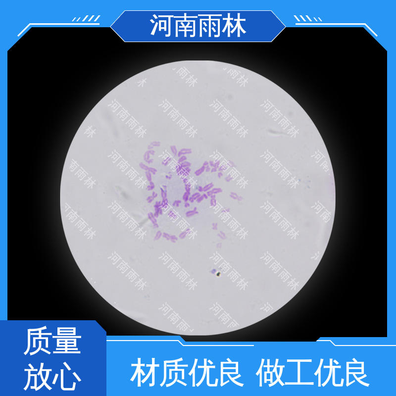 颜色鲜亮 显微标本 源头工厂 可定制 雨林教育工程