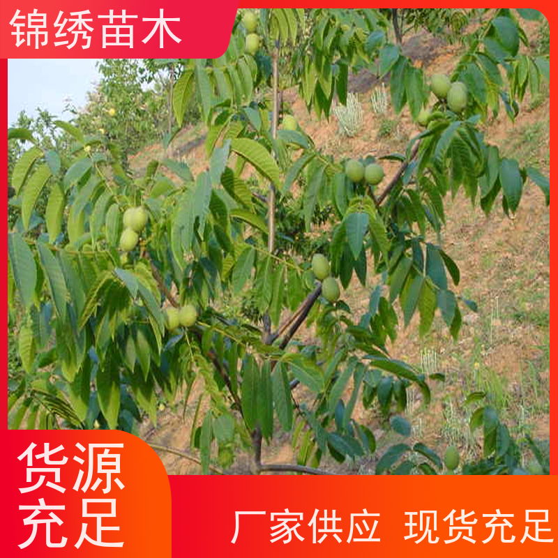 黑核桃 中农短枝 垂铃核桃苗基地 出售嫁接成品树 栽植当年少量结果
