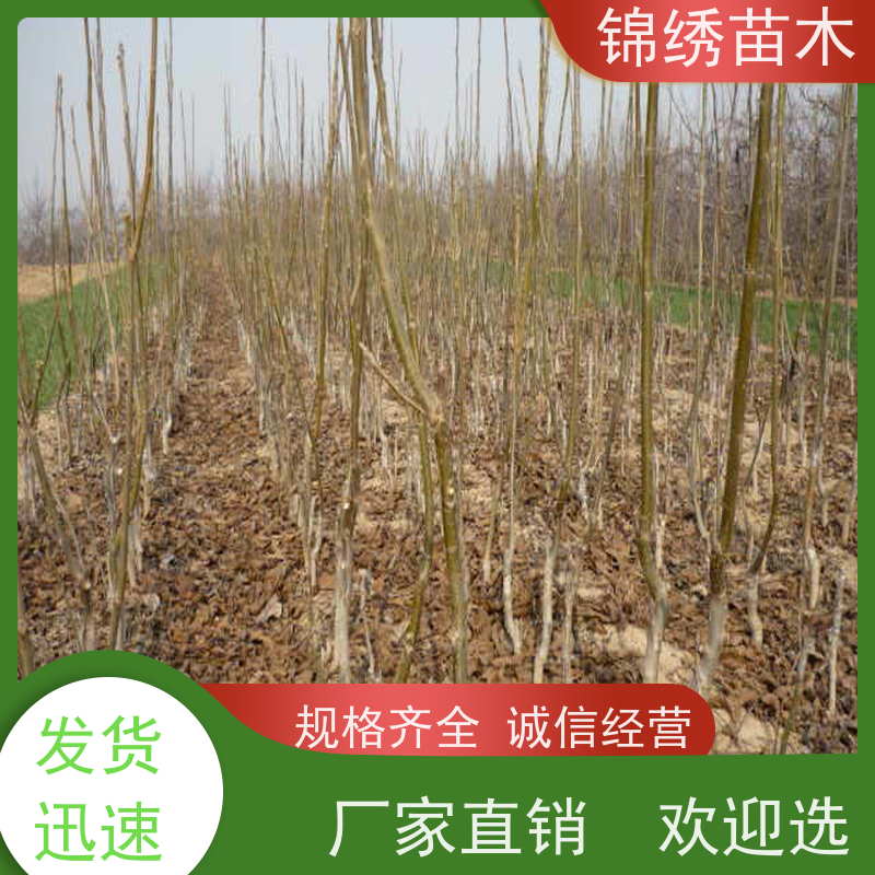 嫁接薄皮丰辉核桃苗 8518 维拉核桃树苗基地 现挖现发 易成活 皮薄味香