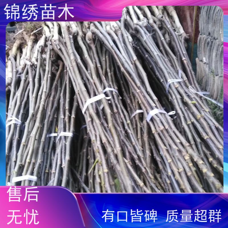 当年见果 南北方种植核桃苗 文玩果园栽培树 早丰产可食用起批发