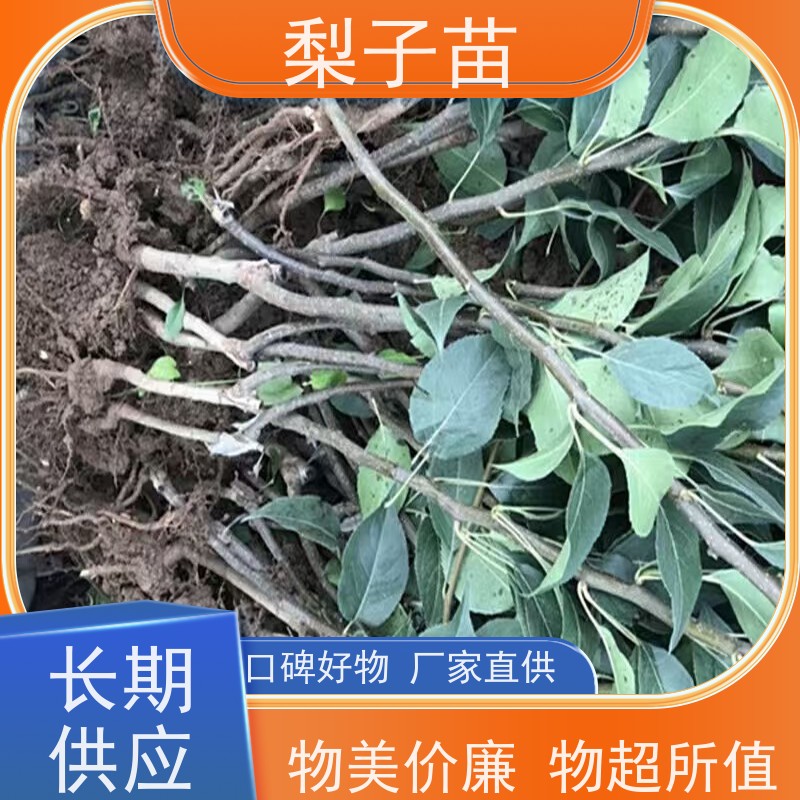 春丰苗木优质供应量大从优梨苗观赏树苗8公分