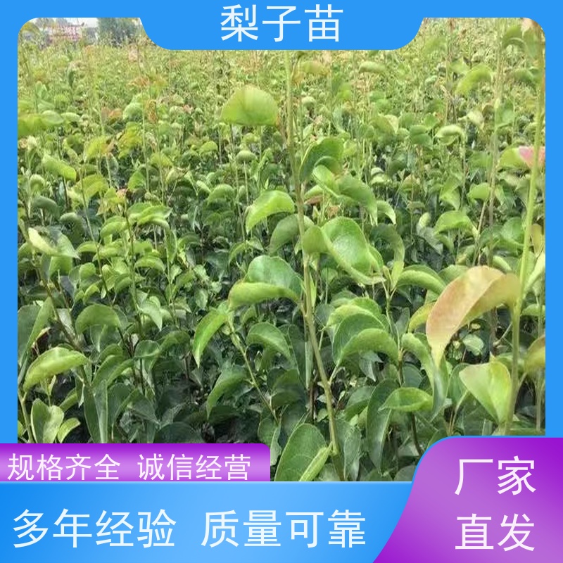 春丰苗木基地批发树形优美 成活率高2公分梨苗袋装苗子