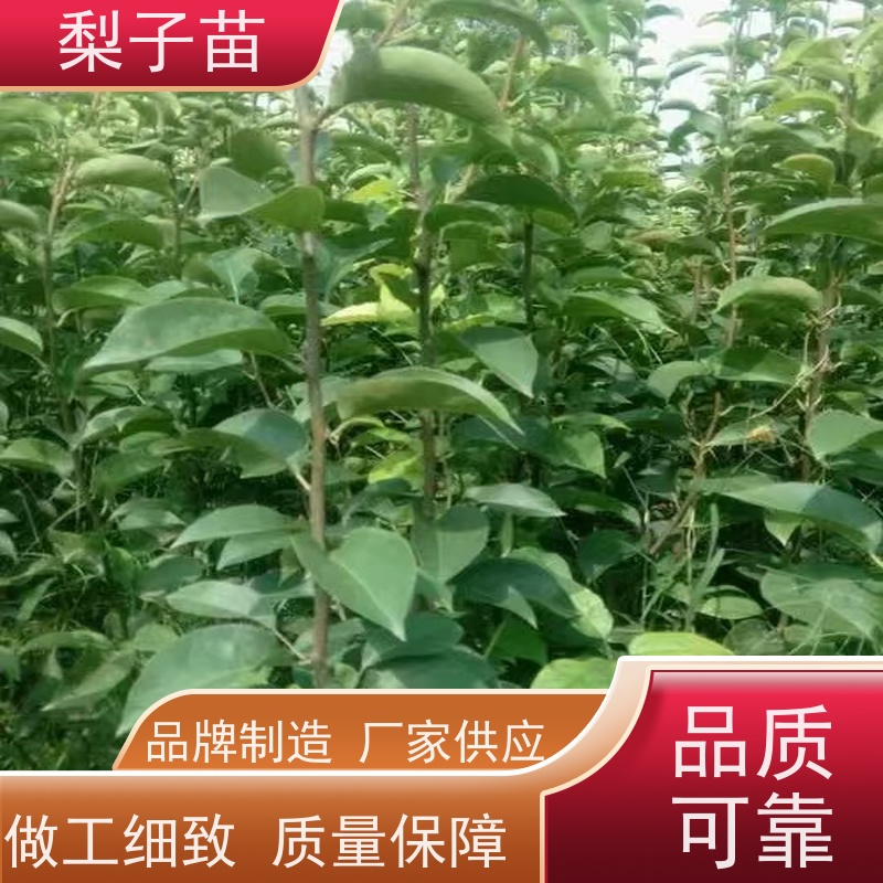 春丰苗木规格齐全盆栽地栽8公分梨苗袋装苗子
