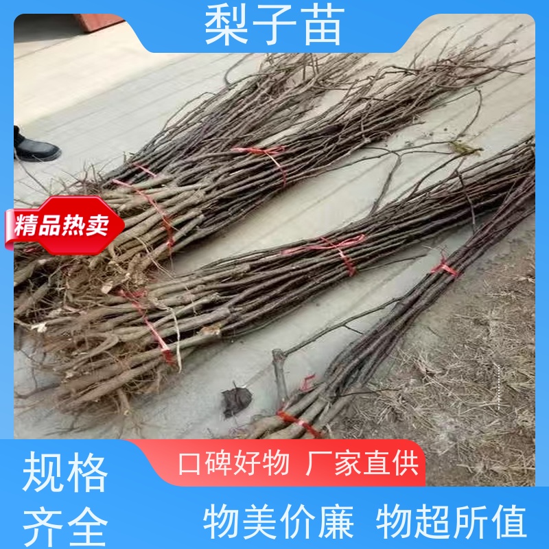 春丰苗木现挖现发盆栽地栽梨苗嫁接树苗8公分