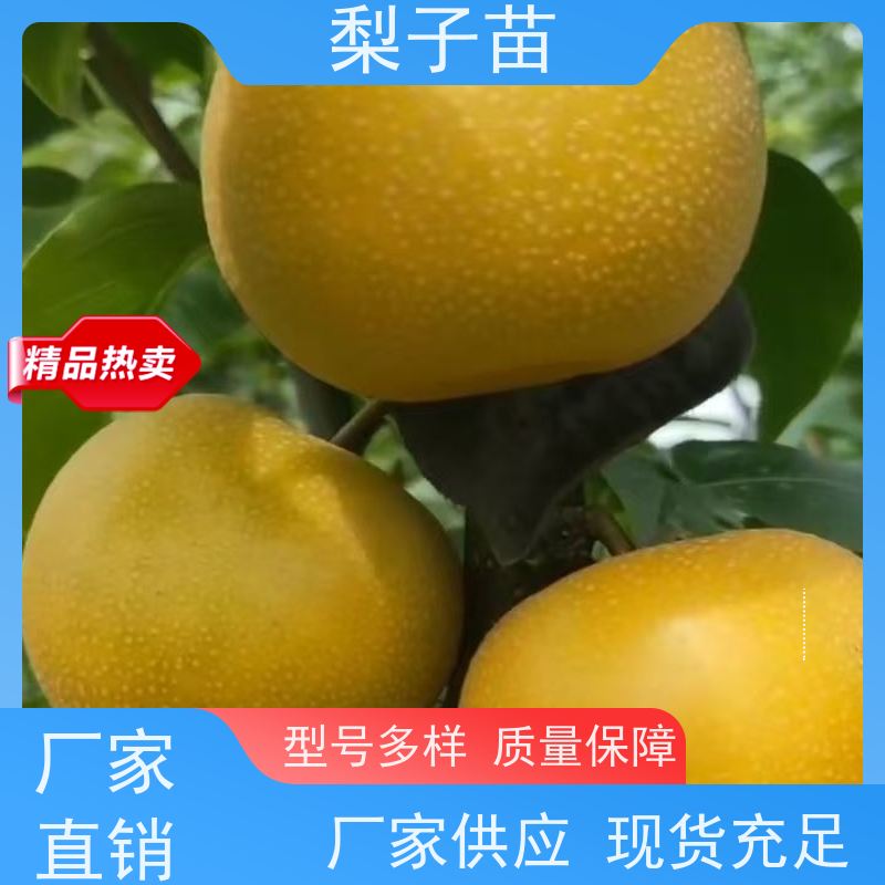 春丰苗木提供种植技术经验专业苗圃基地 梨苗袋装苗2公分