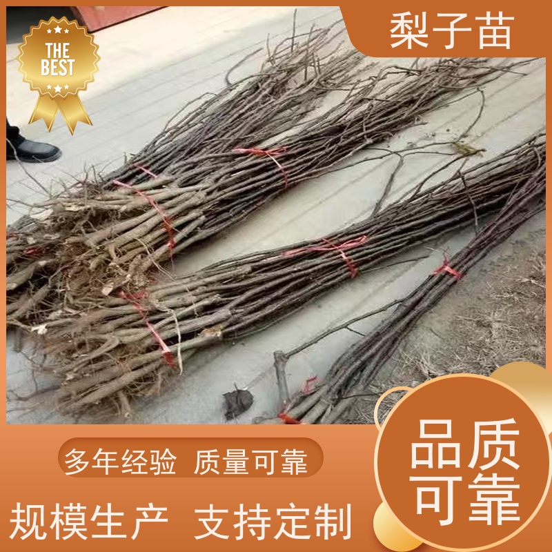 春丰苗木7公分梨苗嫁接苗子量大从优适应能力强
