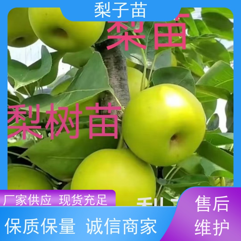 春丰苗木适应能力强现挖现发梨苗袋装苗子8公分