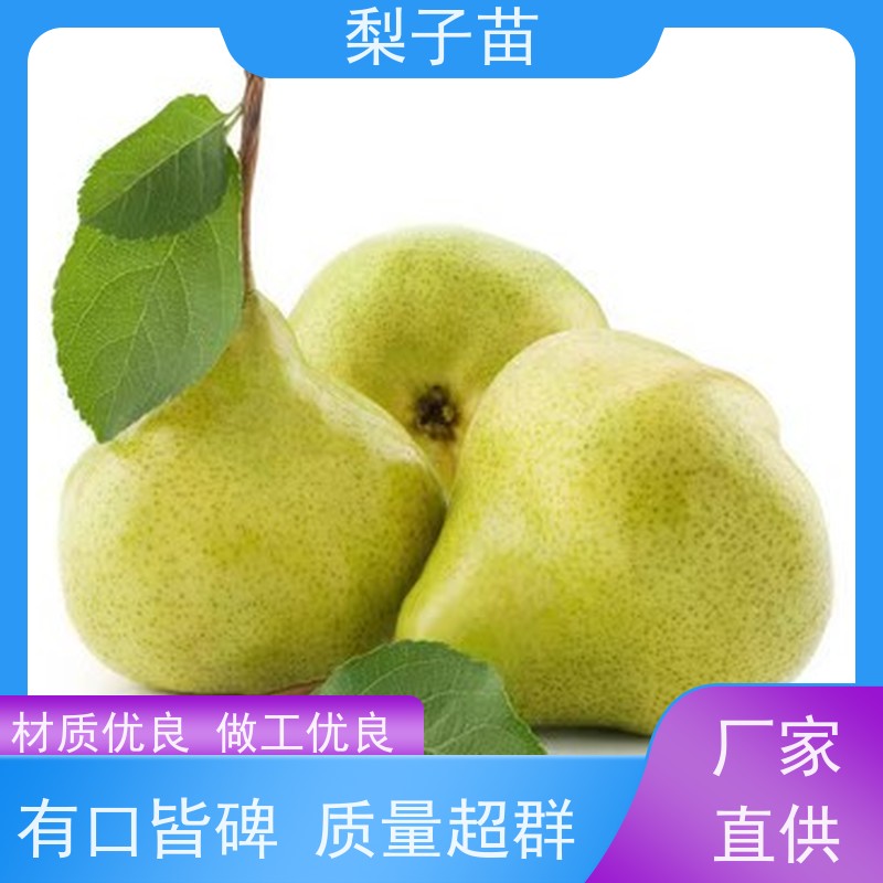 春丰苗木基地直供优质供应7公分梨苗嫁接苗子