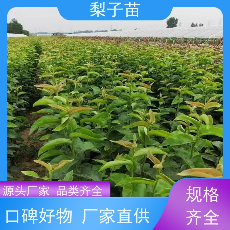 春丰苗木8公分优质供应提供种植技术经验梨苗嫁接苗子