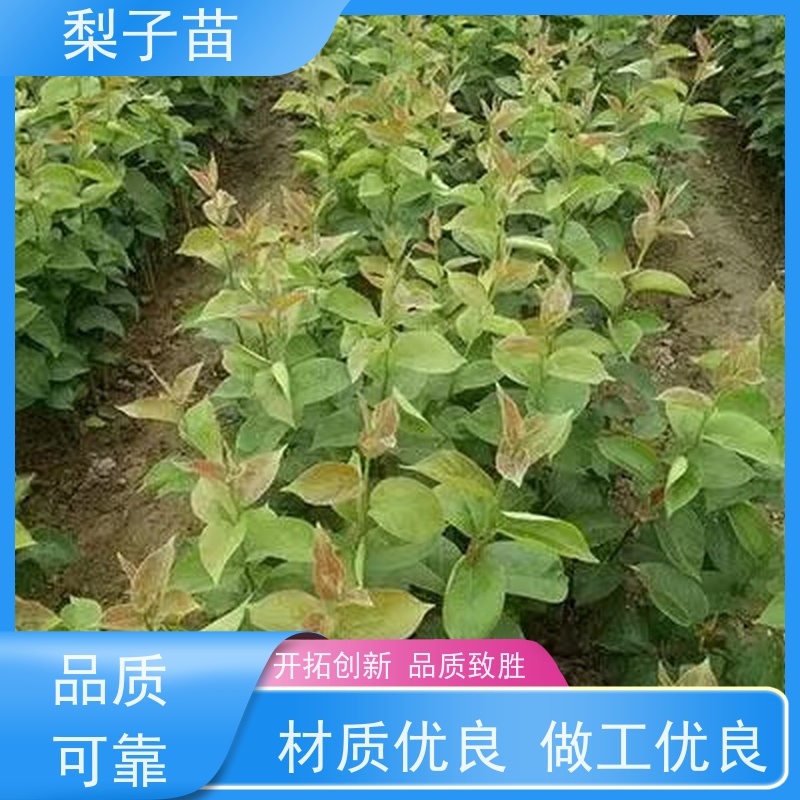 春丰苗木树形优美 成活率高品种多样梨苗树2公分