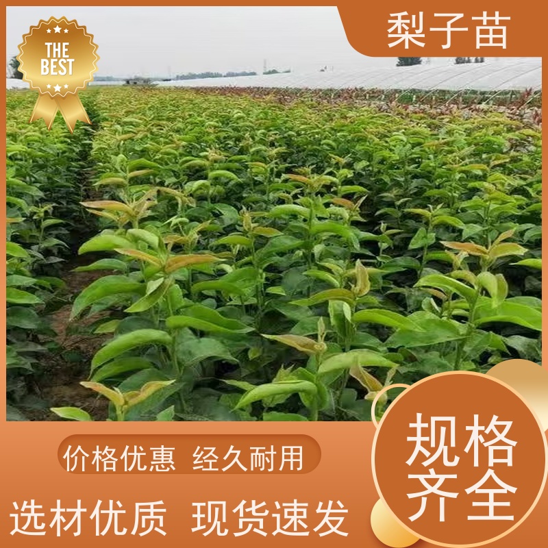 春丰苗木提供种植技术经验全国发货2公分梨苗嫁接树苗