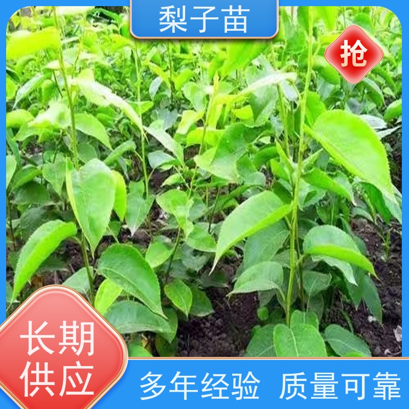春丰苗木基地自销梨苗嫁接苗子树形优美7公分