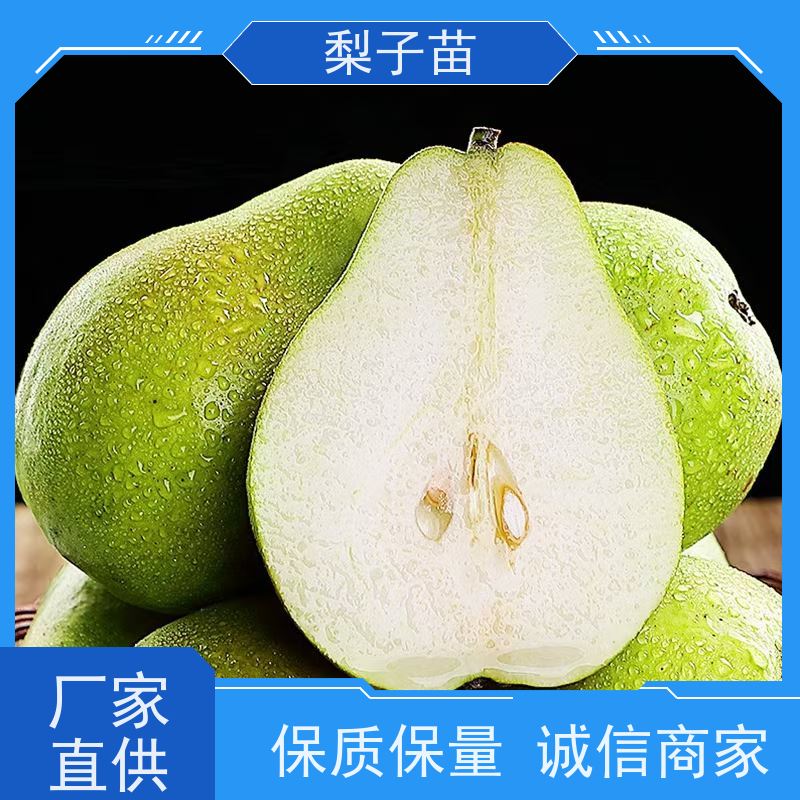 春丰苗木7公分品种优良提供种植技术经验梨苗土球树苗