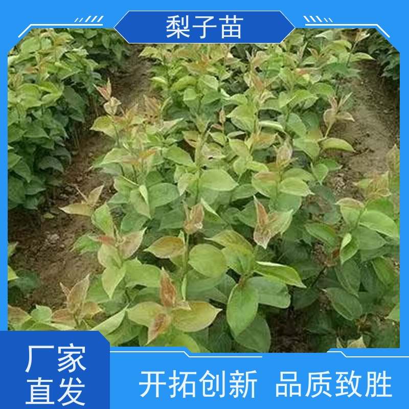 春丰苗木7公分梨苗盆景基地批发树形优美 成活率高