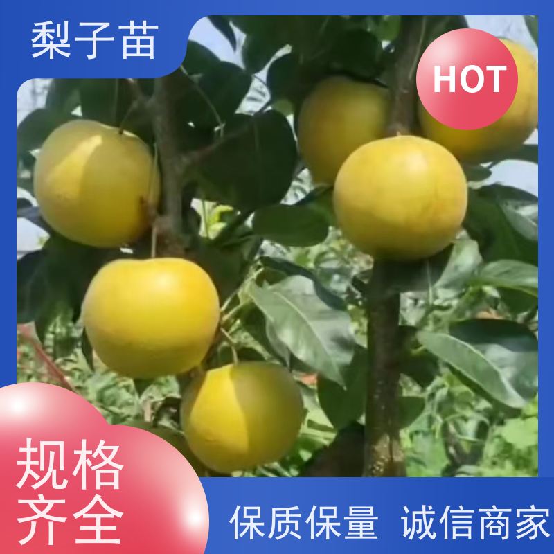 春丰苗木优质供应提供种植技术经验梨苗嫁接苗2公分