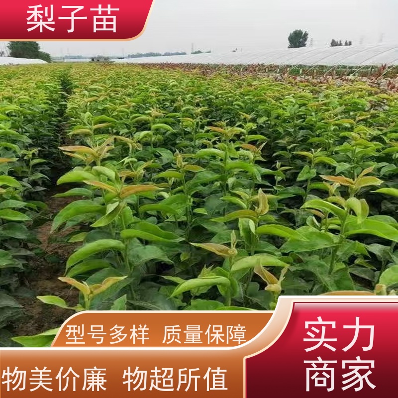 春丰苗木8公分优质供应提供种植技术经验梨苗实生苗
