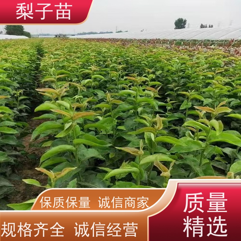 春丰苗木基地自销梨苗容器树苗优质供应2公分