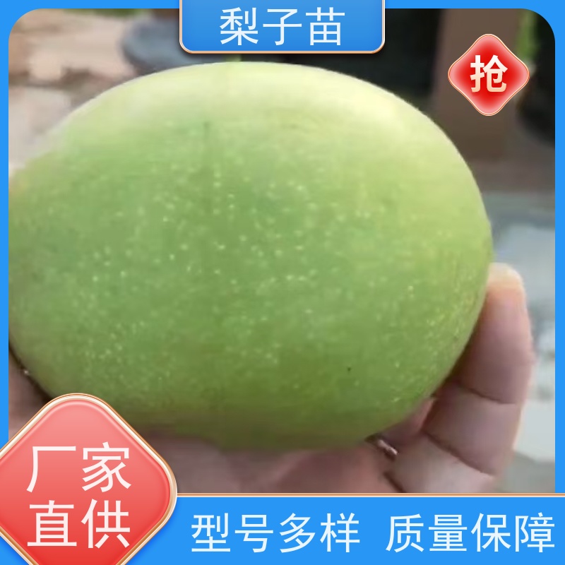 春丰苗木梨苗树子提供种植技术经验基地供应5公分