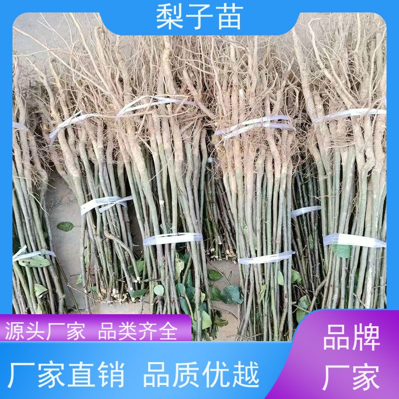 春丰苗木2公分梨苗容器树苗根系发达优质供应