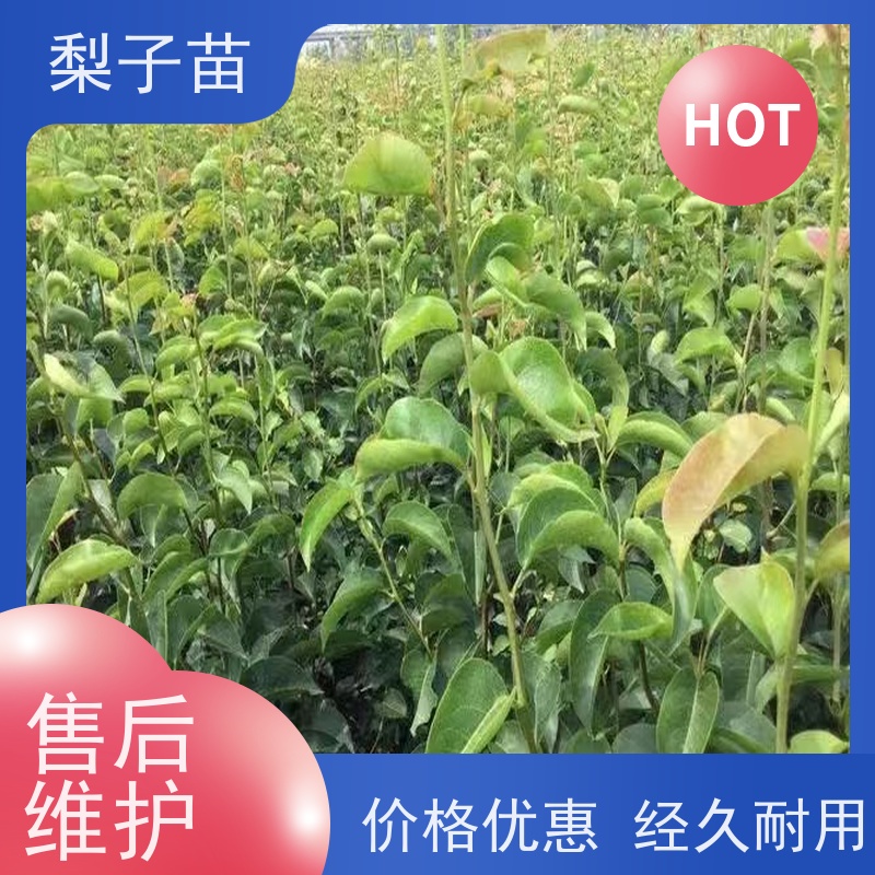 春丰苗木规格齐全基地供应梨苗袋装树苗7公分