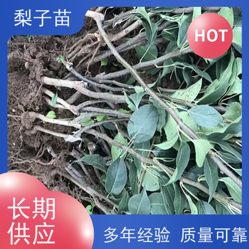 春丰苗木提供种植技术经验树形优美 成活率高7公分梨苗树