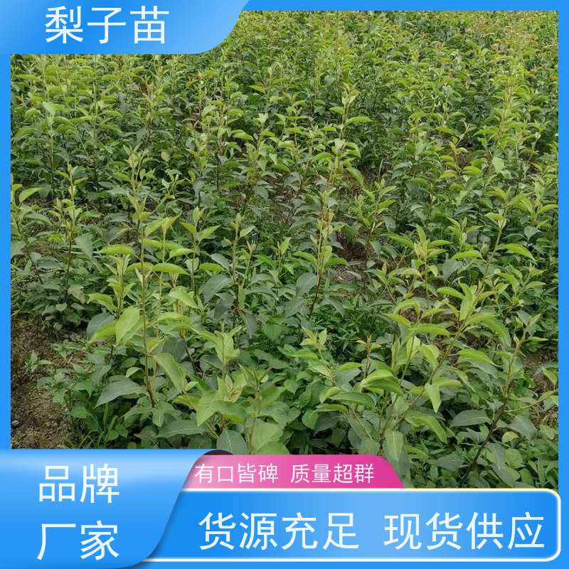 春丰苗木2公分优质供应提供种植技术经验梨苗苗子