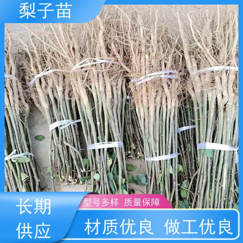 春丰苗木2公分梨苗容器树苗植株健壮品种优良
