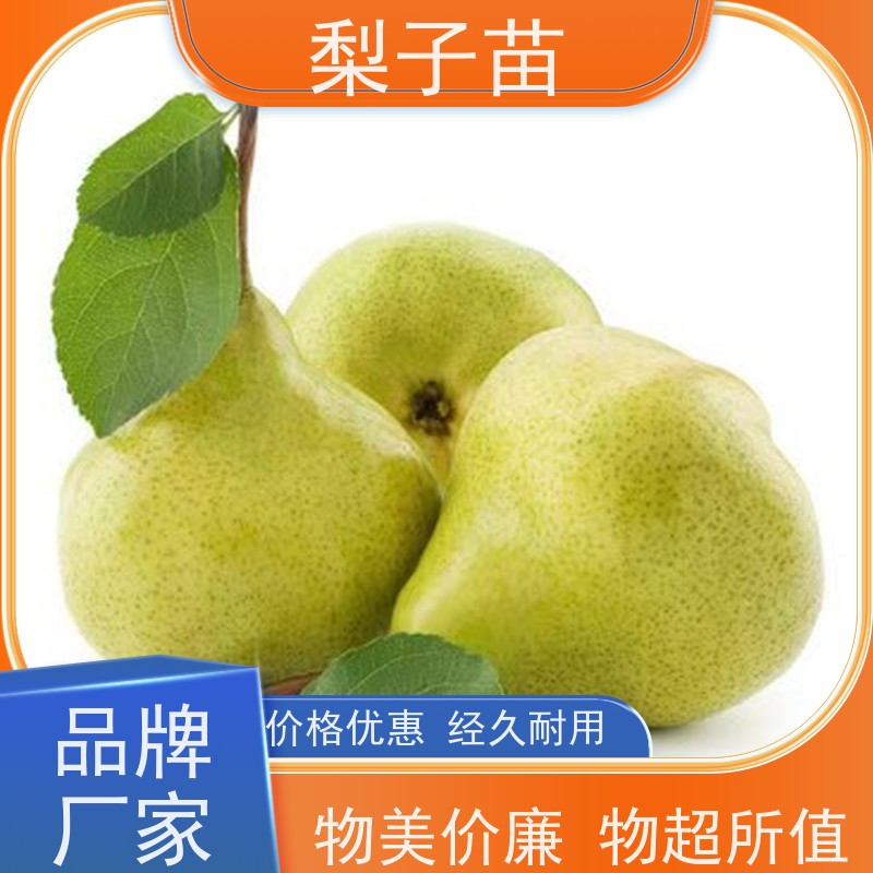 春丰苗木根系发达专业苗圃基地 5公分梨苗树苗