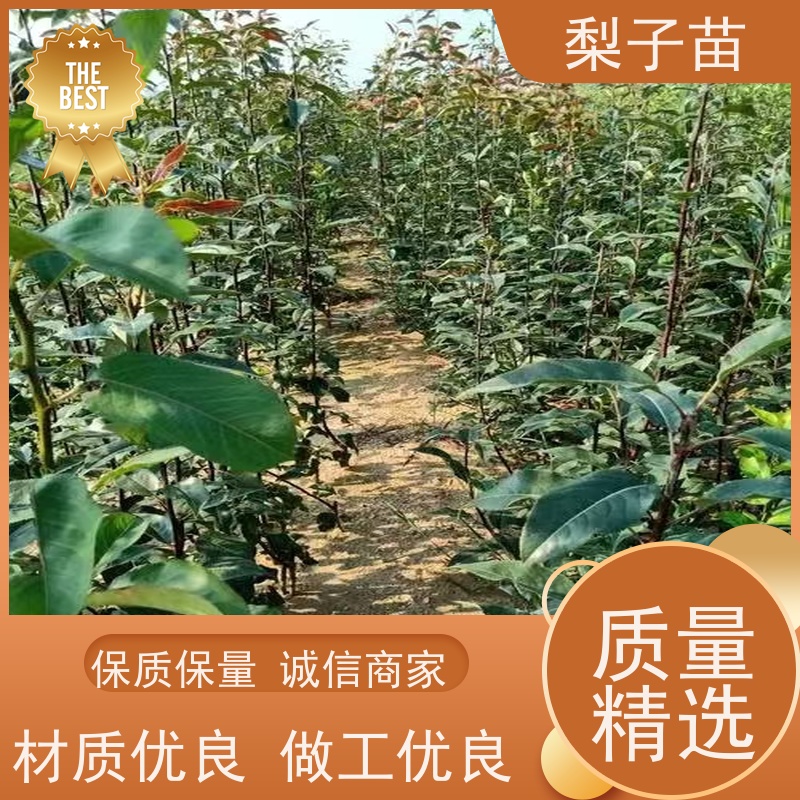 春丰苗木7公分梨苗大树提供种植技术经验品种优良