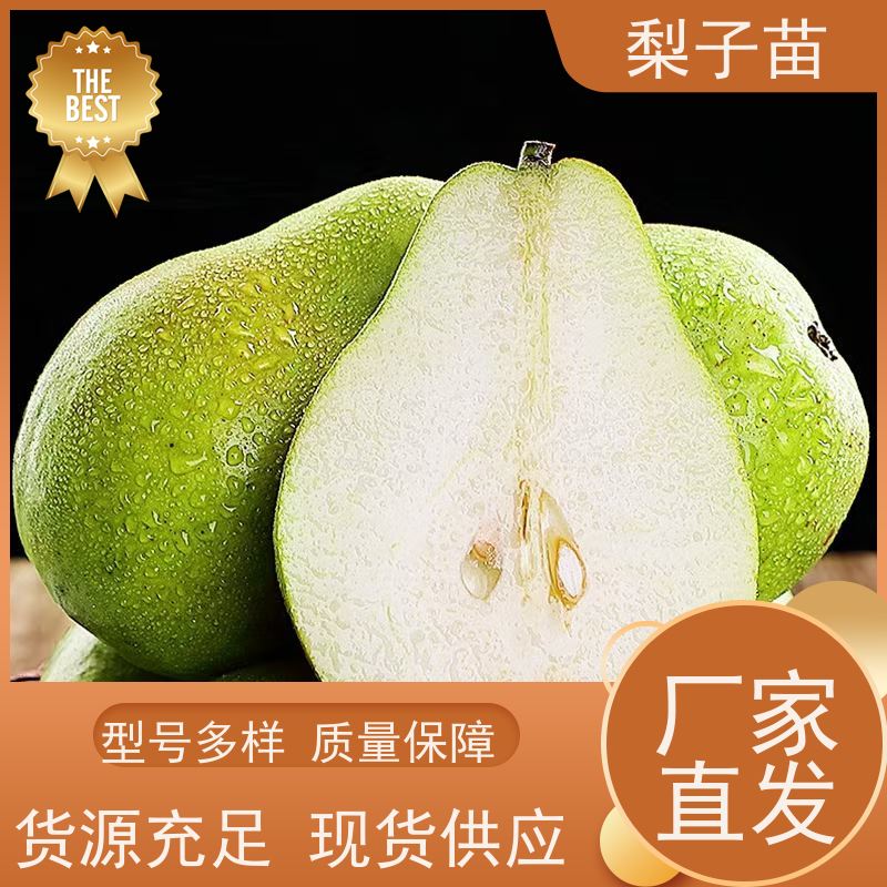 春丰苗木7公分梨苗嫁接树苗品种多样树形优美