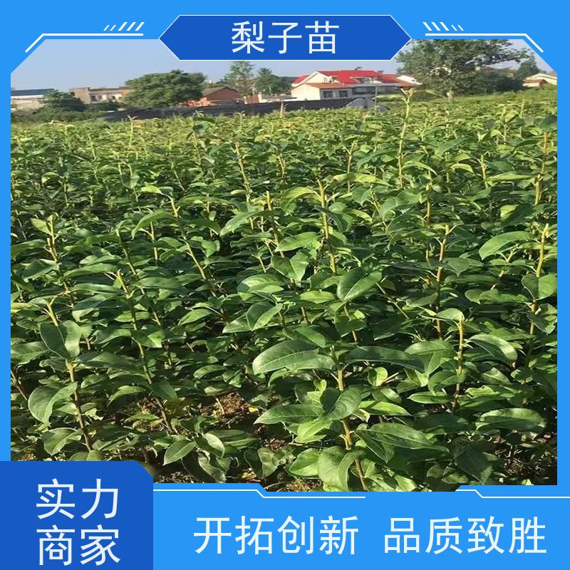 春丰苗木8公分梨苗容器树苗量大从优价格实惠
